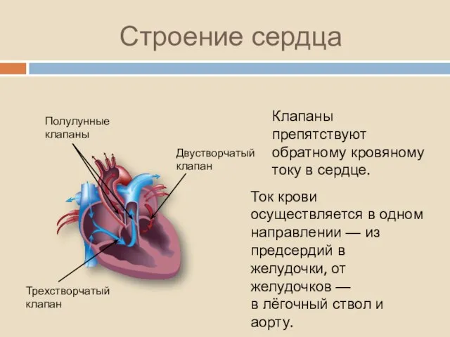 Строение сердца Двустворчатый клапан Трехстворчатый клапан Полулунные клапаны Клапаны препятствуют обратному кровяному