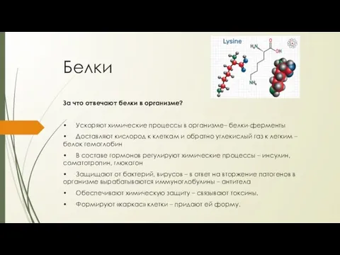 Белки За что отвечают белки в организме? • Ускоряют химические процессы в