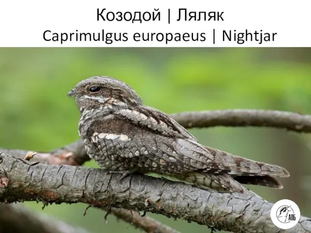 Козодой | Ляляк Caprimulgus europaeus | Nightjar