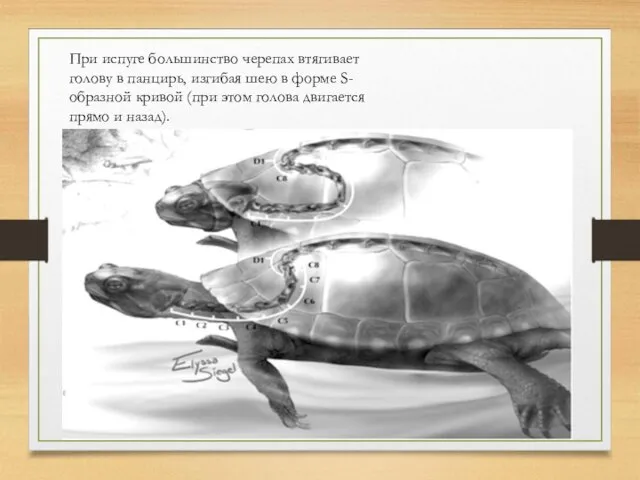 При испуге большинство черепах втягивает голову в панцирь, изгибая шею в форме