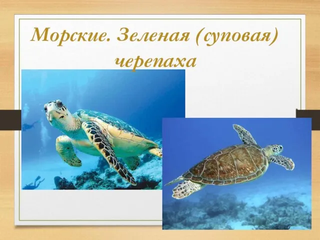 Морские. Зеленая (суповая) черепаха