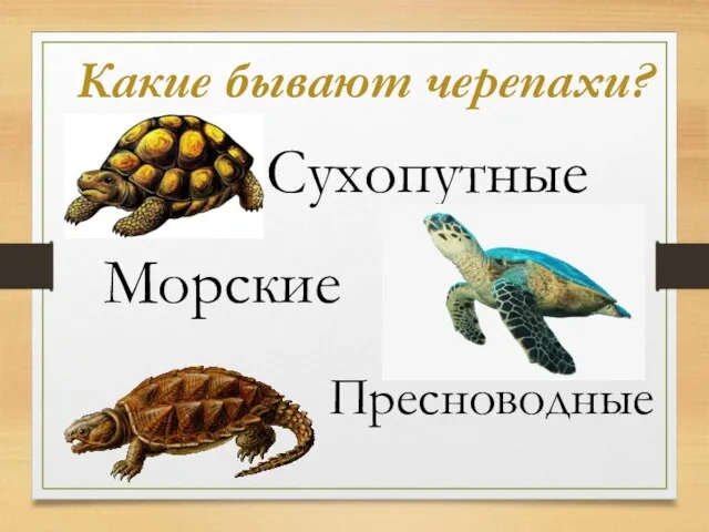 Какие бывают черепахи? Сухопутные Морские Пресноводные