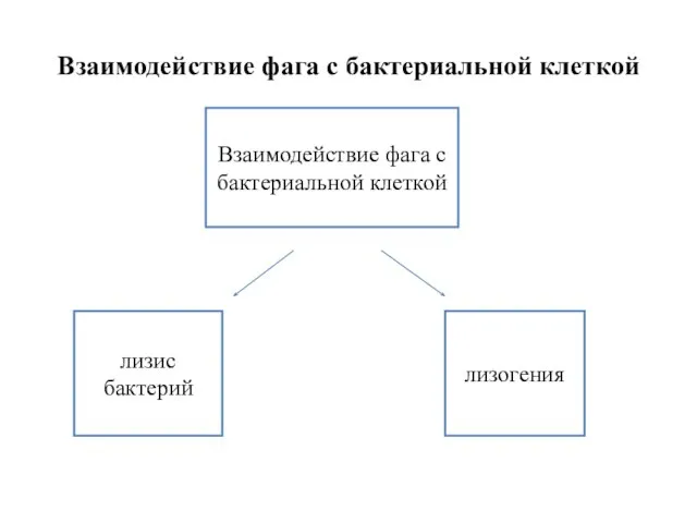 Взаимодействие фага с бактериальной клеткой Взаимодействие фага с бактериальной клеткой лизис бактерий лизогения