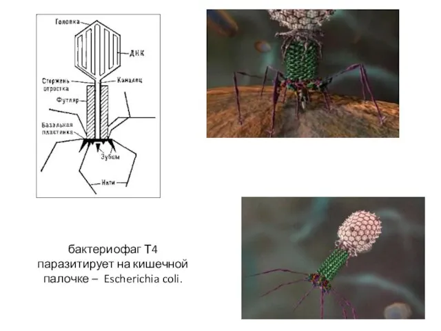 бактериофаг Т4 паразитирует на кишечной палочке – Escherichia coli.