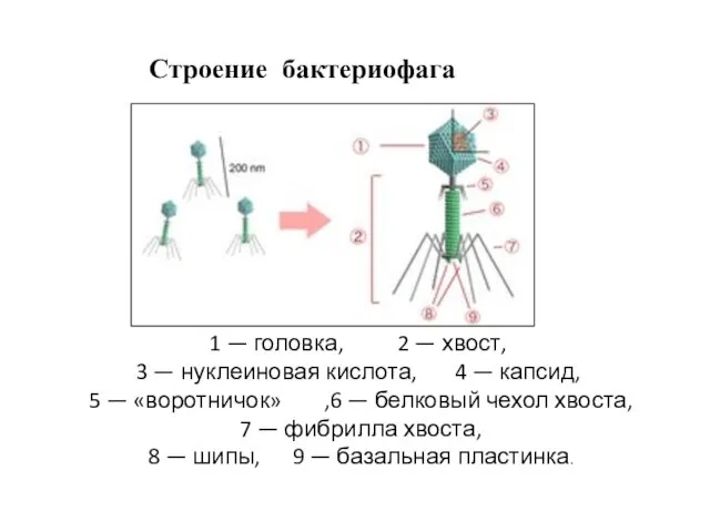 1 — головка, 2 — хвост, 3 — нуклеиновая кислота, 4 —