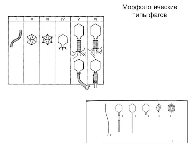 Морфологические типы фагов