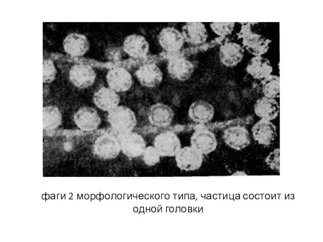 фаги 2 морфологического типа, частица состоит из одной головки