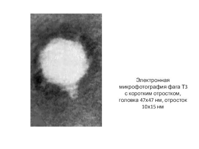 Электронная микрофотография фага Т3 с коротким отростком, головка 47х47 нм, отросток 10х15 нм
