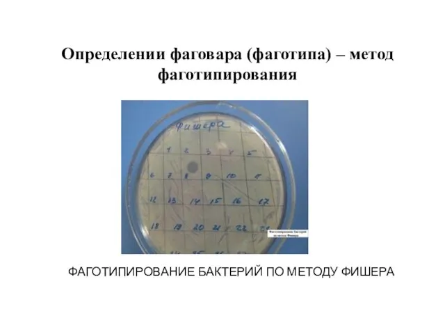 ФАГОТИПИРОВАНИЕ БАКТЕРИЙ ПО МЕТОДУ ФИШЕРА Определении фаговара (фаготипа) – метод фаготипирования