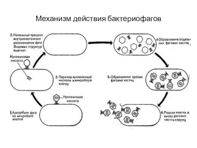 Механизм действия бактериофагов