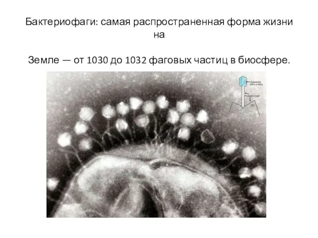 Бактериофаги: самая распространенная форма жизни на Земле — от 1030 до 1032 фаговых частиц в биосфере.