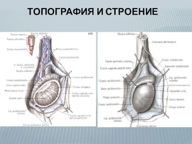 ТОПОГРАФИЯ И СТРОЕНИЕ