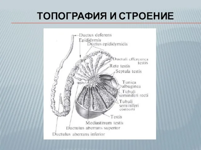 ТОПОГРАФИЯ И СТРОЕНИЕ