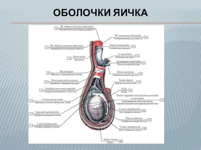 ОБОЛОЧКИ ЯИЧКА