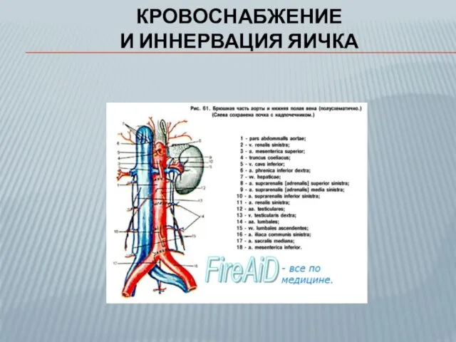 КРОВОСНАБЖЕНИЕ И ИННЕРВАЦИЯ ЯИЧКА