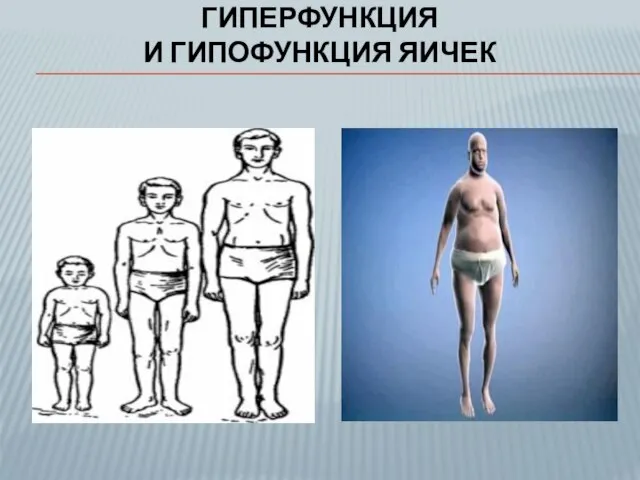 ГИПЕРФУНКЦИЯ И ГИПОФУНКЦИЯ ЯИЧЕК