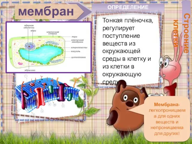 мембрана Тонкая плёночка, регулирует поступление веществ из окружающей среды в клетку и