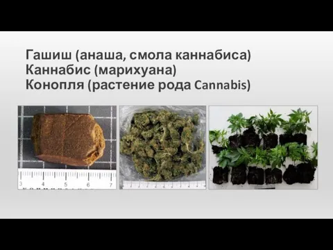 Гашиш (анаша, смола каннабиса) Каннабис (марихуана) Конопля (растение рода Cannabis)