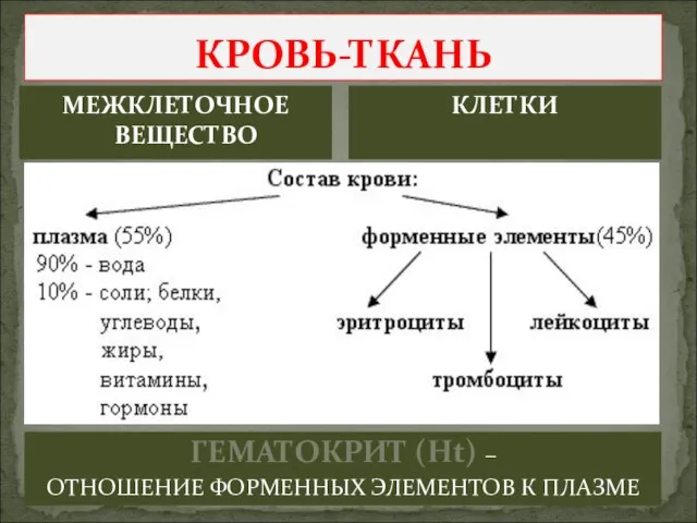 КРОВЬ-ТКАНЬ МЕЖКЛЕТОЧНОЕ ВЕЩЕСТВО КЛЕТКИ ГЕМАТОКРИТ (Ht) – ОТНОШЕНИЕ ФОРМЕННЫХ ЭЛЕМЕНТОВ К ПЛАЗМЕ