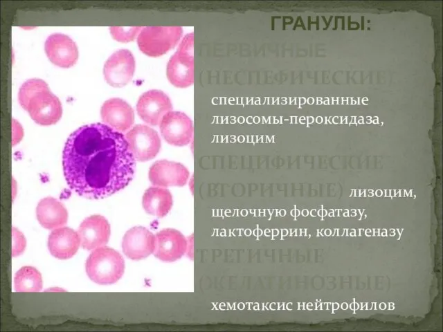 ГРАНУЛЫ: ПЕРВИЧНЫЕ (НЕСПЕФИЧЕСКИЕ) специализированные лизосомы-пероксидаза, лизоцим СПЕЦИФИЧЕСКИЕ (ВТОРИЧНЫЕ) лизоцим, щелочную фосфатазу, лактоферрин, коллагеназу ТРЕТИЧНЫЕ (ЖЕЛАТИНОЗНЫЕ)-хемотаксис нейтрофилов