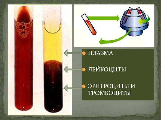 ПЛАЗМА ЛЕЙКОЦИТЫ ЭРИТРОЦИТЫ И ТРОМБОЦИТЫ