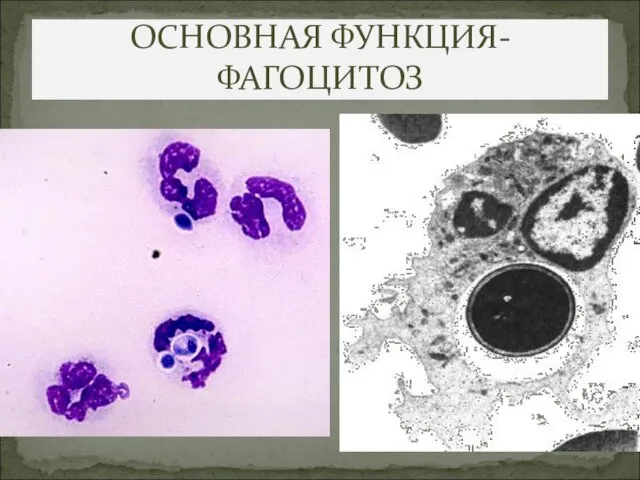 ОСНОВНАЯ ФУНКЦИЯ-ФАГОЦИТОЗ