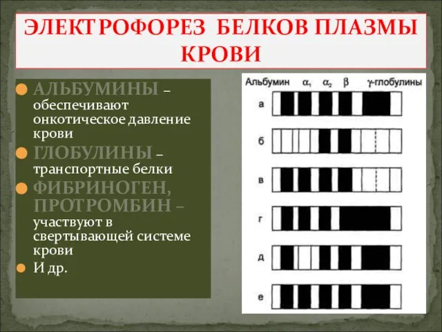 ЭЛЕКТРОФОРЕЗ БЕЛКОВ ПЛАЗМЫ КРОВИ АЛЬБУМИНЫ – обеспечивают онкотическое давление крови ГЛОБУЛИНЫ –транспортные