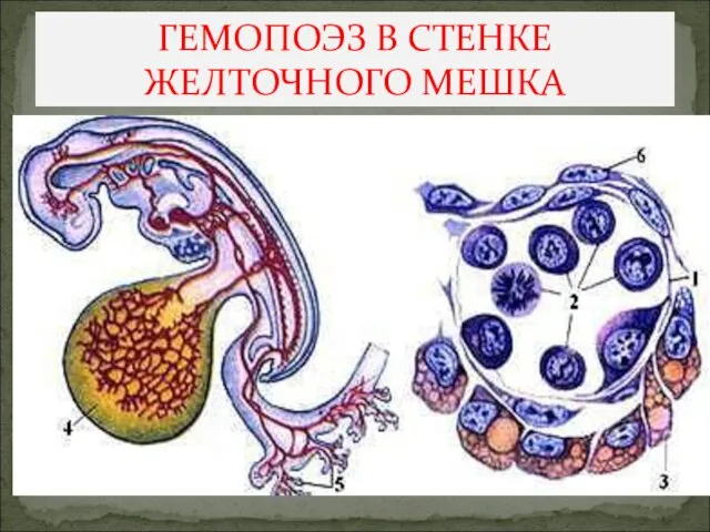 ГЕМОПОЭЗ В СТЕНКЕ ЖЕЛТОЧНОГО МЕШКА