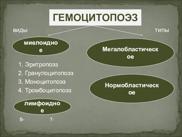 миелоидное Мегалобластическое ГЕМОЦИТОПОЭЗ виды 1. Эритропоэз 2. Гранулоцитопоэз 3. Моноцитопоэз 4. Тромбоцитопоэз