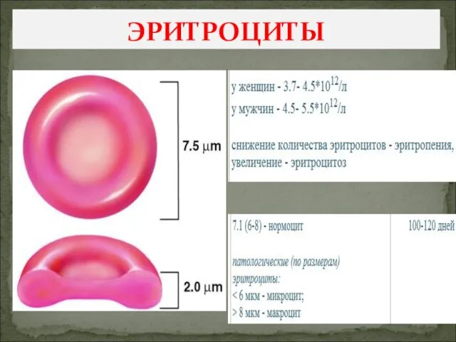 ЭРИТРОЦИТЫ