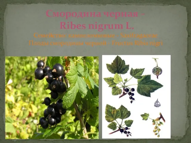 Смородина черная – Ribes nigrum L. Семейство: камнеломковые - Saxifragaceae Плоды смородины