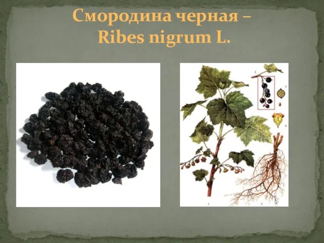 Смородина черная – Ribes nigrum L.