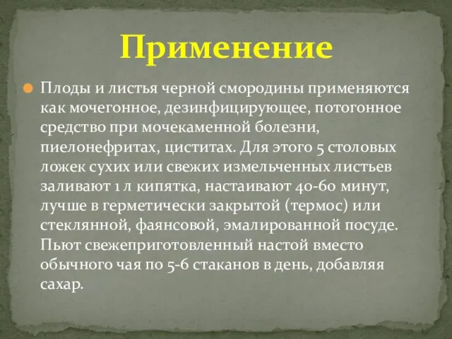 Плоды и листья черной смородины применяются как мочегонное, дезинфицирующее, потогонное средство при