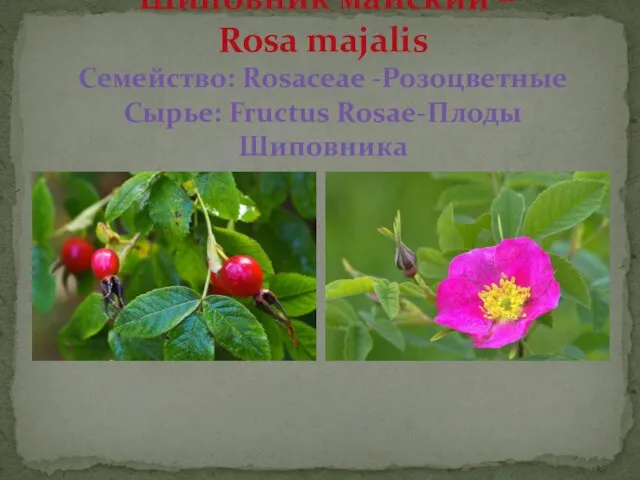 Шиповник майский – Rosa majalis Семейство: Rosaceae -Розоцветные Сырье: Fructus Rosae-Плоды Шиповника
