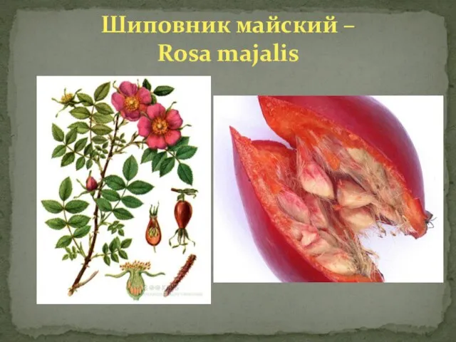 Шиповник майский – Rosa majalis