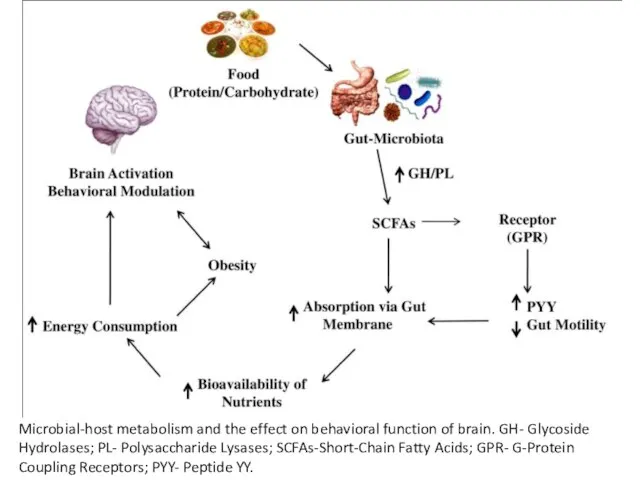 Microbial-host metabolism and the effect on behavioral function of brain. GH- Glycoside