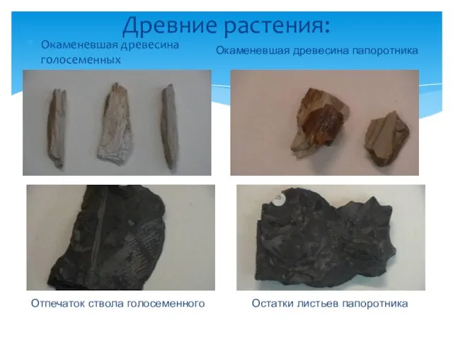 Древние растения: Окаменевшая древесина голосеменных Окаменевшая древесина папоротника Отпечаток ствола голосеменного Остатки листьев папоротника