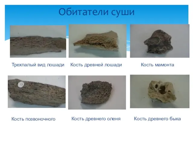 Обитатели суши Трехпалый вид лошади Кость древней лошади Кость мамонта Кость позвоночного