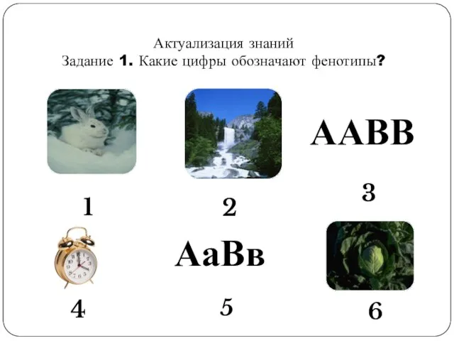 Актуализация знаний Задание 1. Какие цифры обозначают фенотипы? ААВВ АаВв 5 6