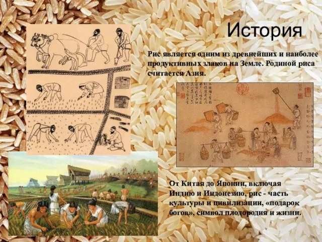 История Рис является одним из древнейших и наиболее продуктивных злаков на Земле.