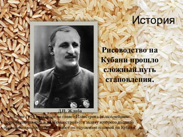 Рисоводство на Кубани прошло сложный путь становления. История Д.П. Жлоба Летом 1929