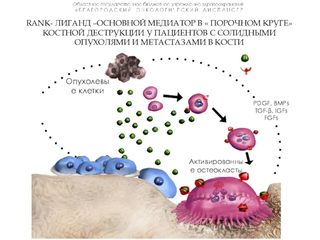 RANK- ЛИГАНД –ОСНОВНОЙ МЕДИАТОР В « ПОРОЧНОМ КРУГЕ» КОСТНОЙ ДЕСТРУКЦИИ У ПАЦИЕНТОВ