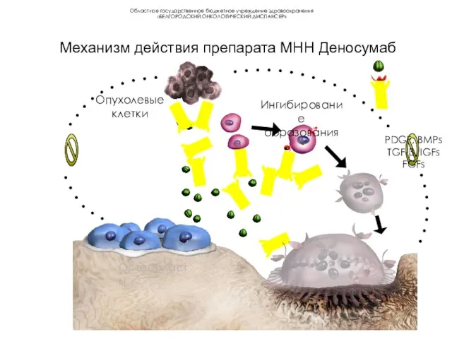 Механизм действия препарата МНН Деносумаб PDGF, BMPs TGF-β, IGFs FGFs Остеобласты Опухолевые