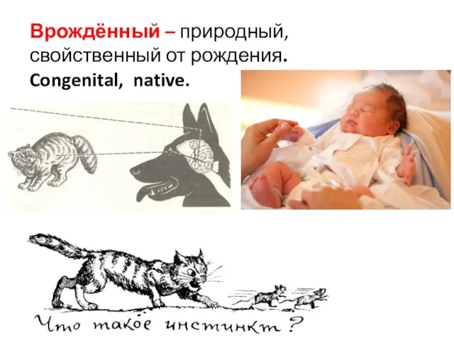 Врождённый – природный, свойственный от рождения. Congenital, native.