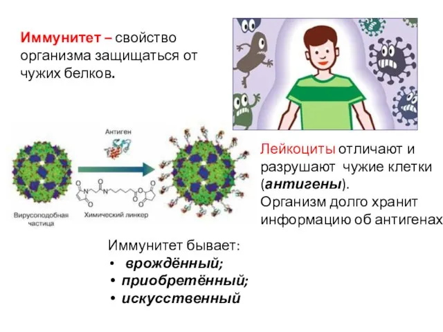 Иммунитет – свойство организма защищаться от чужих белков. Лейкоциты отличают и разрушают