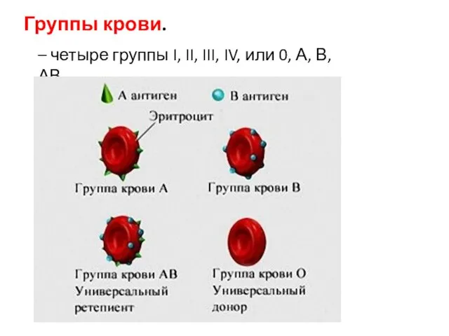 Группы крови. – четыре группы I, II, III, IV, или 0, А, В, АВ