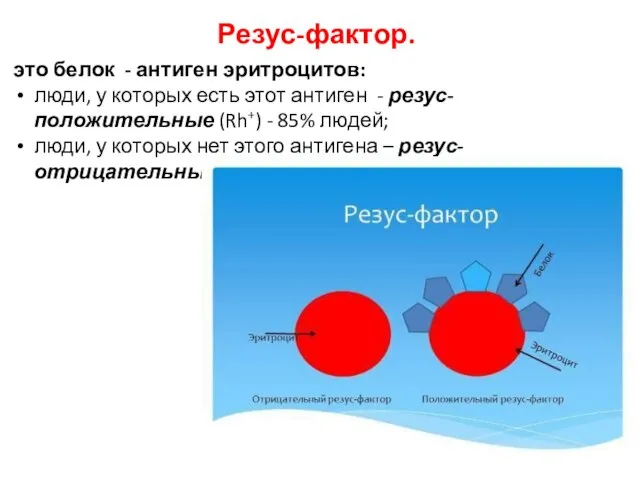 Резус-фактор. это белок - антиген эритроцитов: люди, у которых есть этот антиген