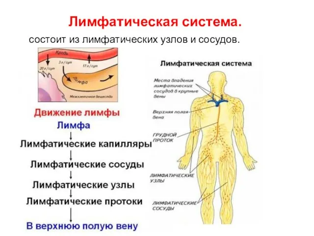 Лимфатическая система. состоит из лимфатических узлов и сосудов.