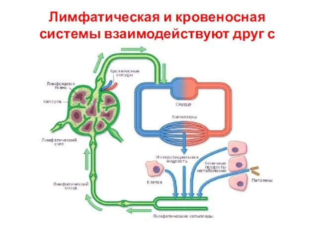 Лимфатическая и кровеносная системы взаимодействуют друг с другом.