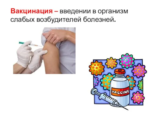 Вакцинация – введении в организм слабых возбудителей болезней.